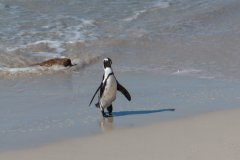 05-Jackass Penguin